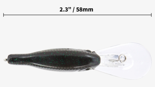 Cuttlefish , Png Download - Squid, Transparent Png, Transparent PNG