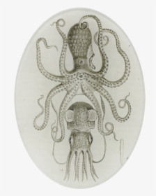 Astier De Villatte Octopus, HD Png Download, Transparent PNG