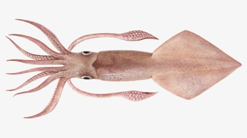 Real Squid, HD Png Download, Transparent PNG