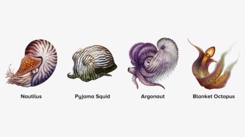 Four Illustrated Cephalopods, Including The Nautilus, - Illustration, HD Png Download, Transparent PNG