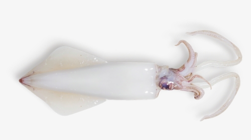 Snail, HD Png Download, Transparent PNG