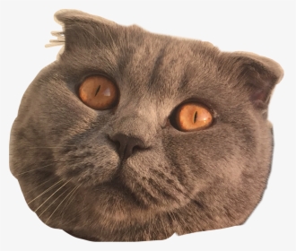Transparent Cat Eyes Png - British Shorthair, Png Download, Transparent PNG