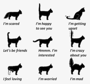 Cat Tail Movements, HD Png Download, Transparent PNG