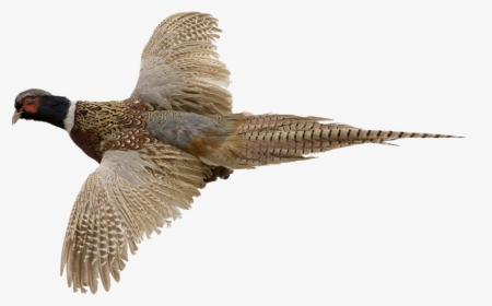 Ring-necked Pheasant Bird Gordon Setter Hunting - Ring Necked Pheasant Png, Transparent Png, Transparent PNG