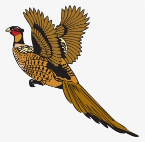 Bird Feather Pheasant Drawing - Pheasant Cartoon Png, Transparent Png, Transparent PNG