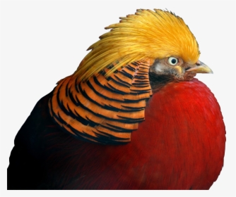 Golden Pheasant Gif Transparent Background, HD Png Download, Transparent PNG
