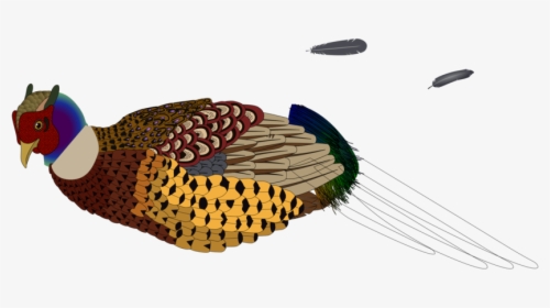 Pheasant,fowl,wing - Pheasants Clipart Transparent, HD Png Download, Transparent PNG