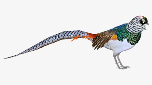 Amherst - Phasianidae, HD Png Download, Transparent PNG
