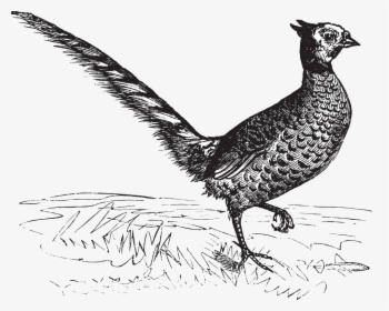 Drawing Pheasant Royalty-free Illustration - Fasan Kupferstich, HD Png Download, Transparent PNG