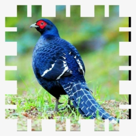 Clip Art Bird Ring Necked Partridge - Faisan Mikado, HD Png Download, Transparent PNG