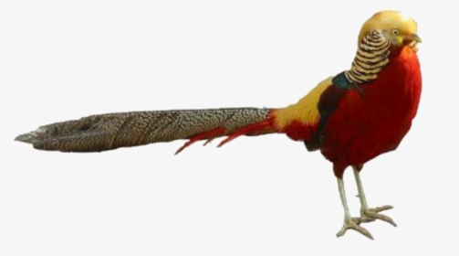 #pheasant #sticker#editwithpicsart - Ring-necked Pheasant, HD Png Download, Transparent PNG