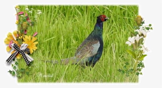 Ring-necked Pheasant, HD Png Download, Transparent PNG