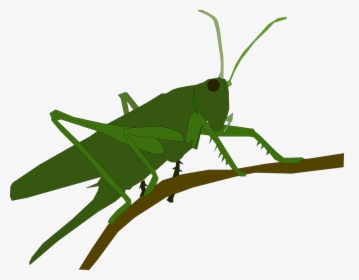 Cricket,wing,grasshopper - Clipart Grasshopper Jumps, HD Png Download, Transparent PNG