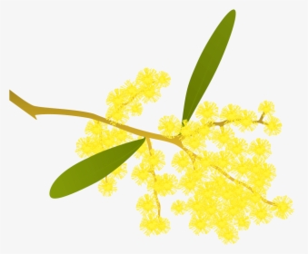 Golden Wattle Acacia Pycnantha - Golden Wattle Clipart, HD Png Download, Transparent PNG