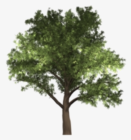 Tree, Robinia, Robinia Pseudoacacia, Black Locust - Tree On White Background, HD Png Download, Transparent PNG