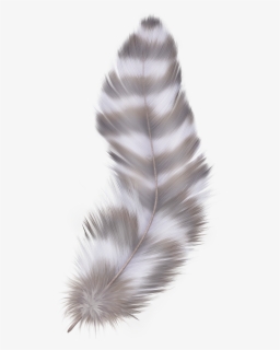 Feather Png - Grey Feather With Transparent Background, Png Download, Transparent PNG