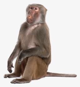 Portable Network Graphics Monkey Baboons Mandrill Primate - Transparent Baboon Png, Png Download, Transparent PNG