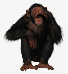 Monkey Png, Transparent Png, Transparent PNG