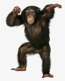 Chimpanzee Standing, HD Png Download, Transparent PNG