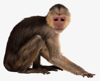 Capuchin Monkey Desktop Wallpaper - Monkey Png, Transparent Png, Transparent PNG