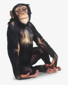 Monkey Png Image - Chimpanzee Transparent Background, Png Download, Transparent PNG