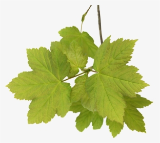 Leaves Acer Png Free Picture - Feuilles Png, Transparent Png, Transparent PNG