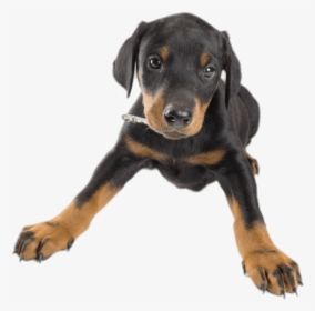 Doberman Puppy - Doberman Puppy Transparent Background, HD Png Download, Transparent PNG
