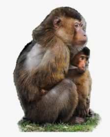 Monkey Png Transparent - Monkey And Baby Quotes, Png Download, Transparent PNG
