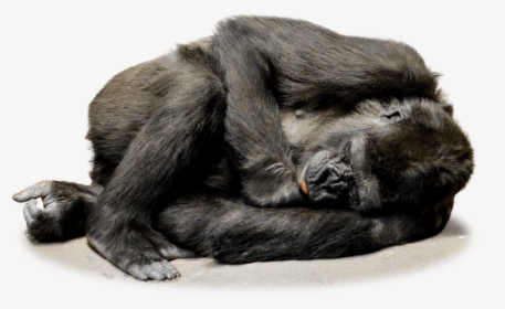 Sleeping Gorilla Png, Transparent Png, Transparent PNG