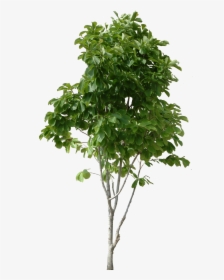 Free Png Images Trees - High Resolution Tree Png, Transparent Png, Transparent PNG