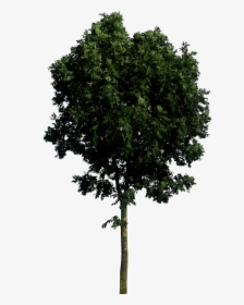 Tree Png Image Hd - Tree Front View Png, Transparent Png, Transparent PNG
