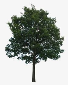 Oak Tree Png - Trees With Transparent Background, Png Download, Transparent PNG