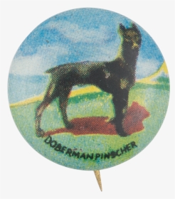 Doberman Pinscher Art Button Museum - Dobermann, HD Png Download, Transparent PNG