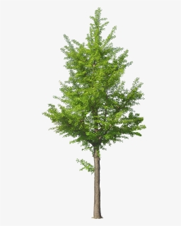 Jack Tree Png Free Download - Tree Front View Png, Transparent Png, Transparent PNG