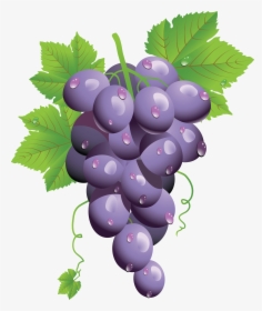 Grapes Png Image - Clipart Purple Grapes Png, Transparent Png, Transparent PNG