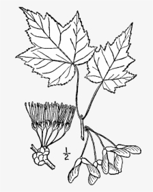 Red Maple Tree Drawing, HD Png Download, Transparent PNG