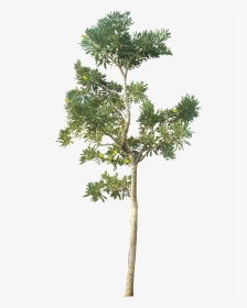 Tree Png Hd Quality - Architecture Tree Png, Transparent Png, Transparent PNG
