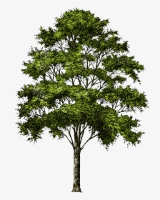 Picture Tree Download Hd Png Clipart - Transparent Background Tree Png, Png Download, Transparent PNG