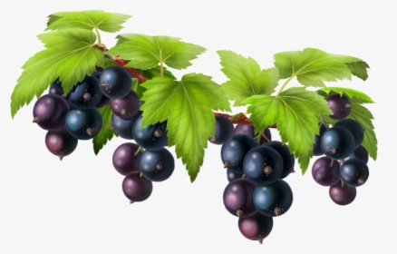 Black Grapes Png - Grape Png, Transparent Png, Transparent PNG