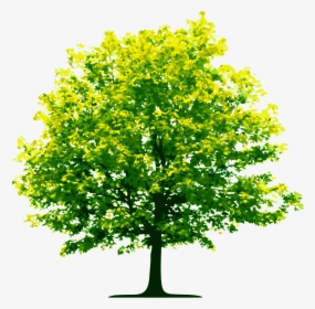 Tree Png Image Free Download, Free Download, Picture - Transparent Background Clipart Of Trees, Png Download, Transparent PNG