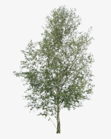 Transparent Birch Tree Png - River Birch Png, Png Download, Transparent PNG