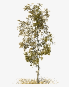 Birch - American Sycamore Tree Png, Transparent Png, Transparent PNG