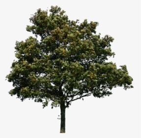 Forest Tree Png - Tree Png Photoshop, Transparent Png, Transparent PNG