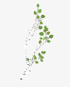 Transparent Birch Tree Branch, Hd Png Download , Png - Canoe Birch, Png Download, Transparent PNG