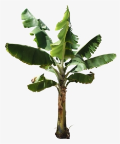 Real Banana Tree Png, Transparent Png, Transparent PNG