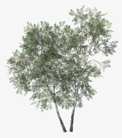 Tree,plant,woody Plant,leaf,birch,canoe Plant,twig,birch - Mexican Pinyon, HD Png Download, Transparent PNG