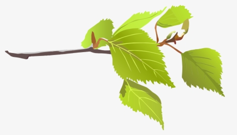 Birch,canoe Stem,river Birch,birch Family - Leaves On A Branch, HD Png Download, Transparent PNG