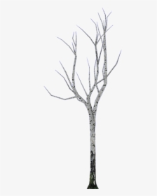 Leaflessbirch - Pond Pine, HD Png Download, Transparent PNG