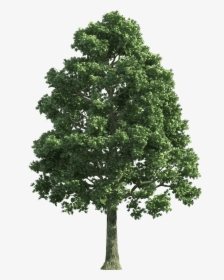 Green Realistic Tree Png Clip Art - Transparent Animated Tree Gif, Png Download, Transparent PNG