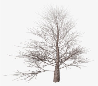 Winter Tree - Portable Network Graphics, HD Png Download, Transparent PNG